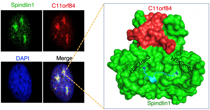 Spindlin1 protein and C11orf84 protein co-localise in the nucleolus (left). Spindlin1 protein and C11orf84 protein form a protein complex to recognise Histone H3 with H3K4me3 and H3K9me3 bivalent modifications (right).
 